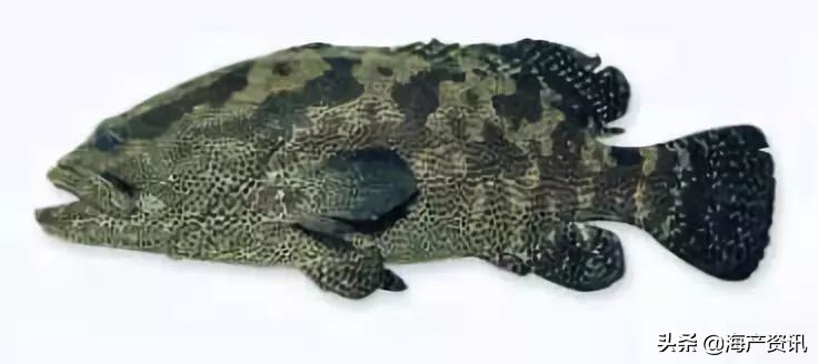 40种常见淡水鱼,45种常见海鱼名称