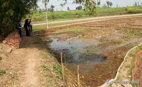 澳洲淡水龙虾养殖利润大吗,大棚养殖龙虾一亩成本与利润
