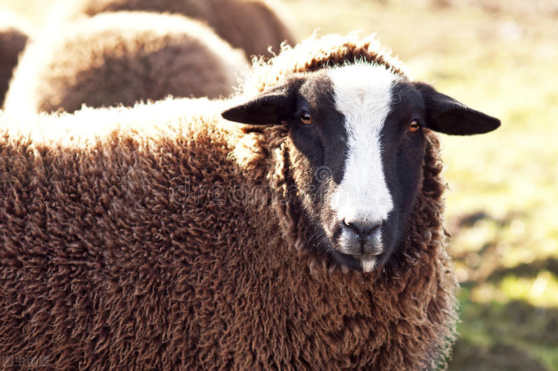 绵羊痘危害严重,绵羊痘的最好治疗方法