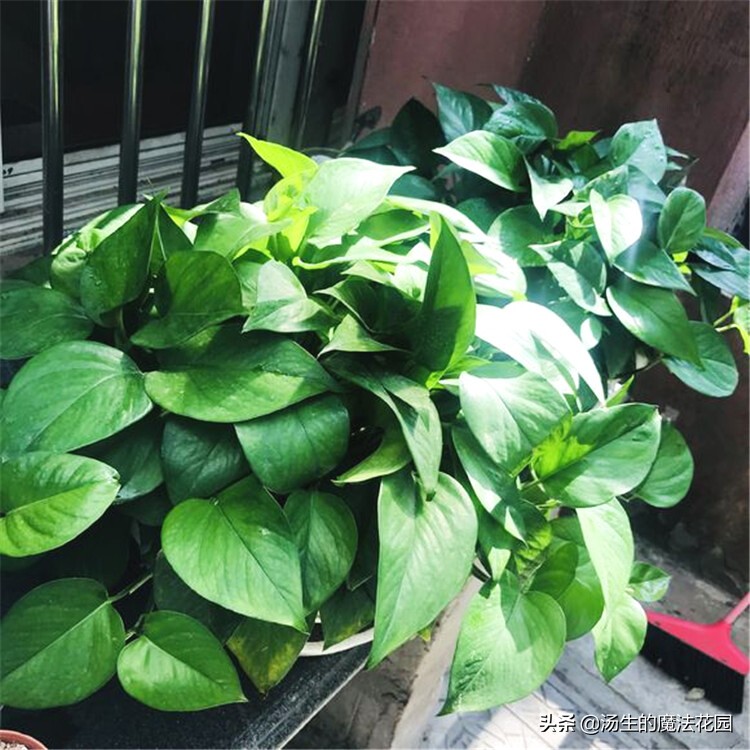 绿萝扦插注意事项,绿萝扦插注意事项有哪些