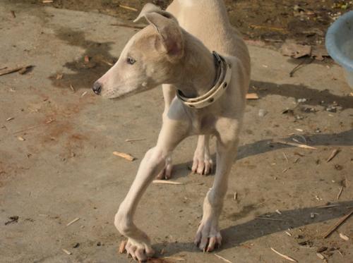 狗子不上膘怎么办,狗子长不肥有什么办法