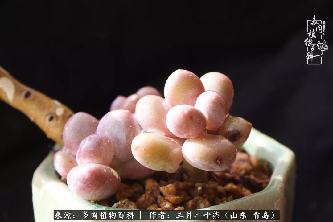 有多肉，有狗狗，给生活多一点惊喜