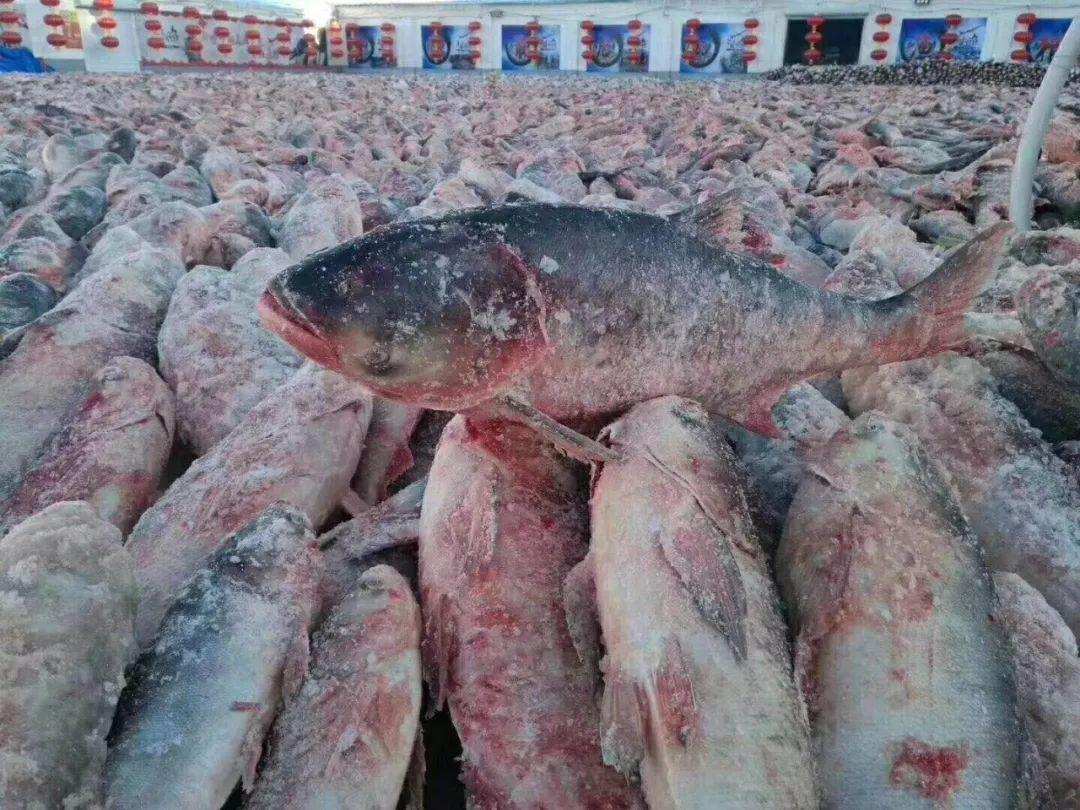 查干湖一网多少万斤鱼,一网捞出来七万斤鱼冬捕