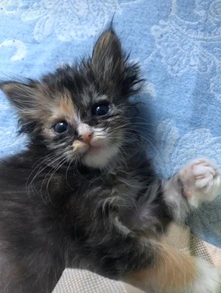 捡到一只被遗弃的小奶猫要怎么养,被猫妈遗弃了一只小奶猫