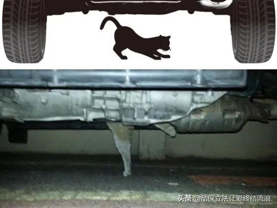 底盘进猫如何处理,车底进猫怎么办