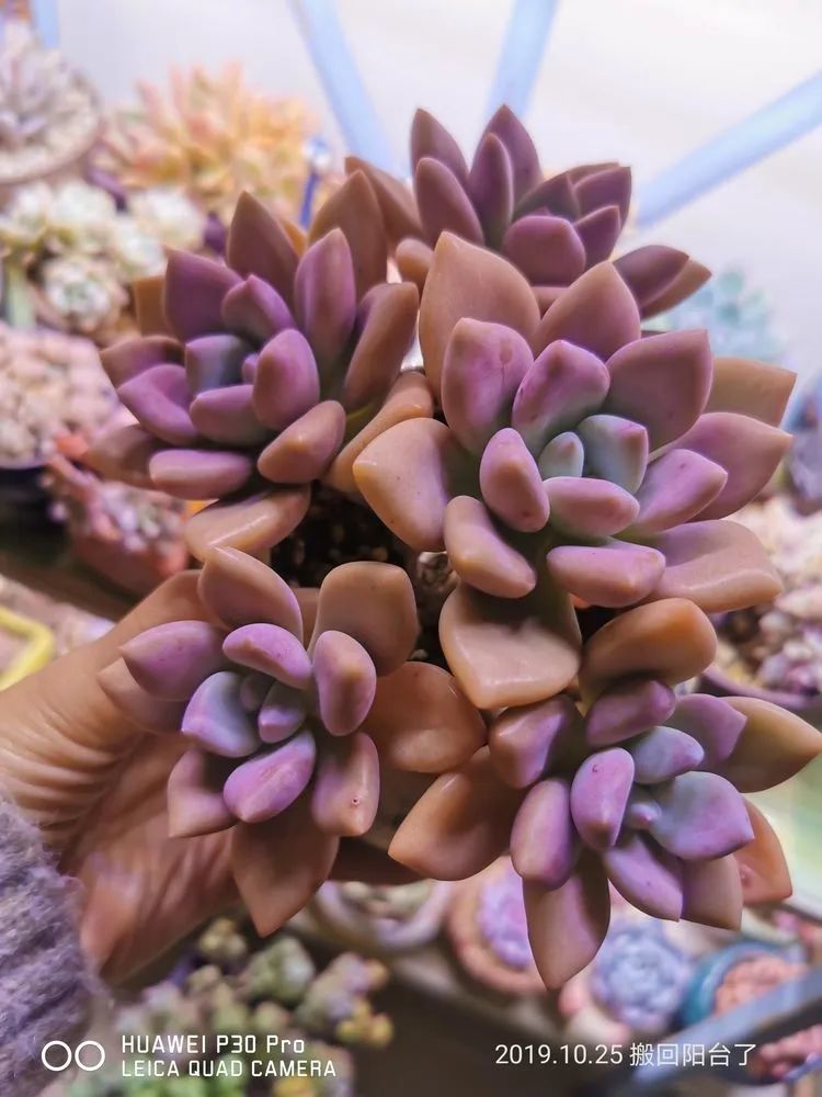 养多肉的人生感悟,人生如同养花