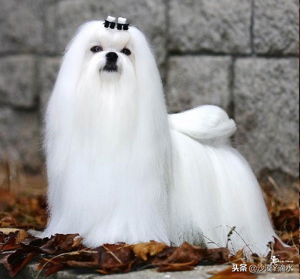 比尼熊狗狗价格,阿拉斯加狗狗价格