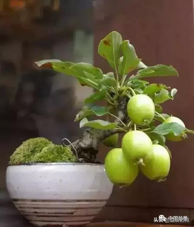 天生好养的36种盆景植物,好养的大盆景植物推荐