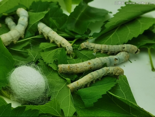 养蚕记完整版,养蚕记全集