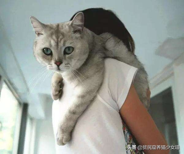 猫应该怎么抱才不会跑也不会咬人,你抱猫咪的方法正确吗