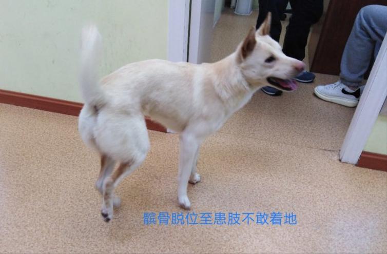 狗狗腿瘸了怎么能让它快速好起来,狗狗摔了一下没断腿瘸了多久自愈