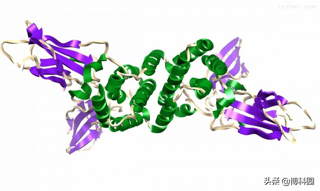 发现创造单链蛋白质纳米结构的新方法