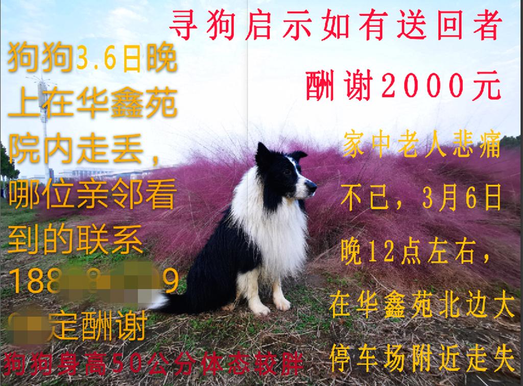 狗狗丢失找回技巧,狗狗丢失后如何尽快找回