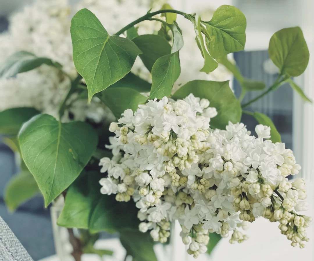 蓝色花花花语,花语是我喜欢你的花