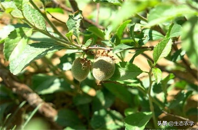 扁桃种植技术和管理,扁桃种植基地
