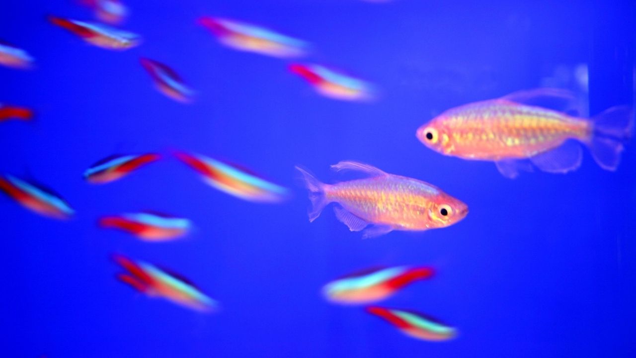 硝化菌怎么才算成功了,怎么看出硝化菌建立成功