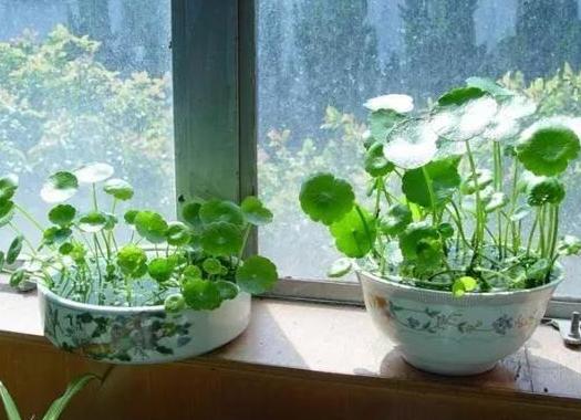 室内水培铜钱草的方法,水培植物铜钱草家里正确方法