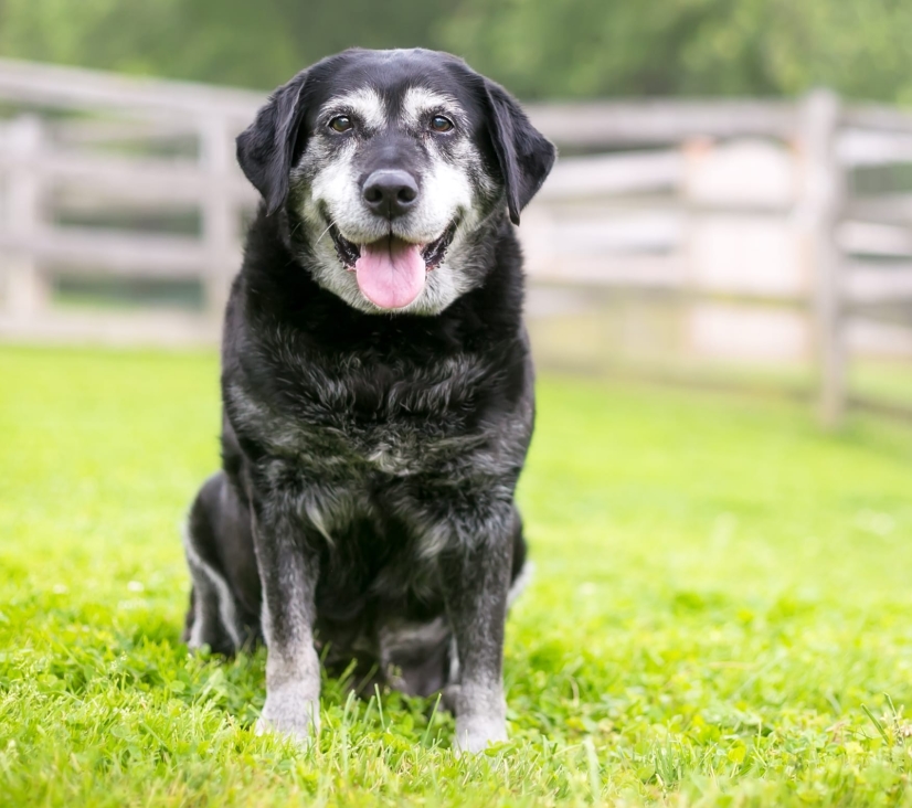 适合老年人养的狗排行榜,适合老人养的狗好养活的品种