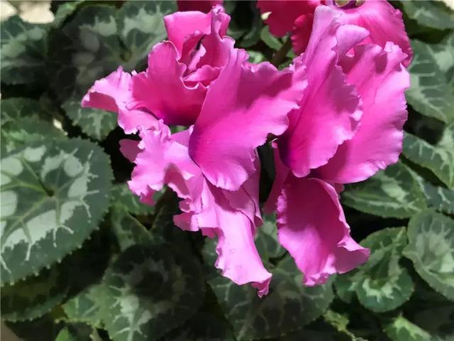 适合新手养的漂亮植物，价格便宜还好养活，来看看有没有你喜欢的