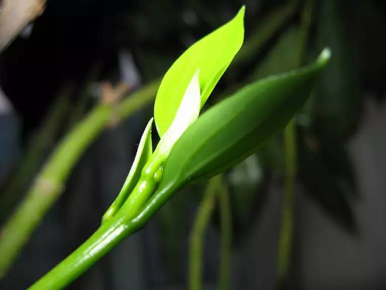 养花新手老养死花,献给那些总把花养死的人