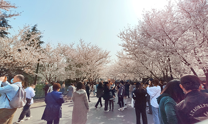 又是一年樱花开放的季节,又是一年樱花开视频