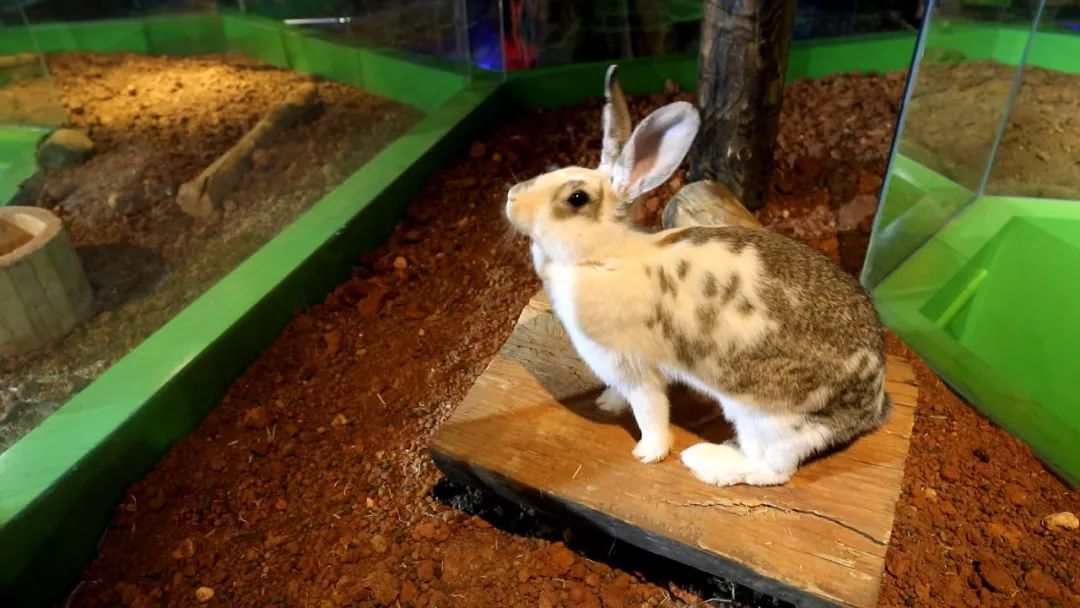 亲子必打卡动物园,动物园观赏园萌宠乐园等你打卡