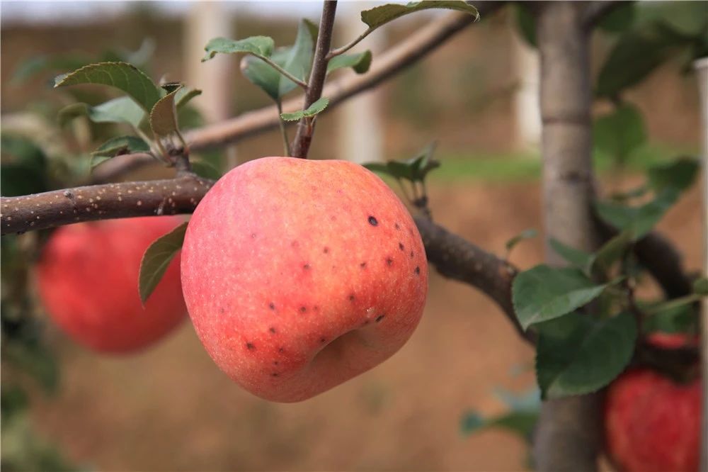 正绿脆香苹果新品种,苹果新品种清脆