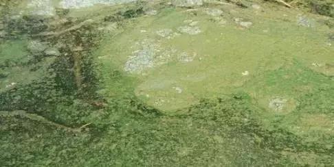 蟹塘蓝藻的原因和处理,蟹塘蓝藻处理方法