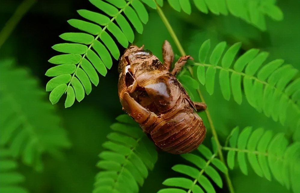 金蝉到底能吃不,金蝉为什么不能再吃