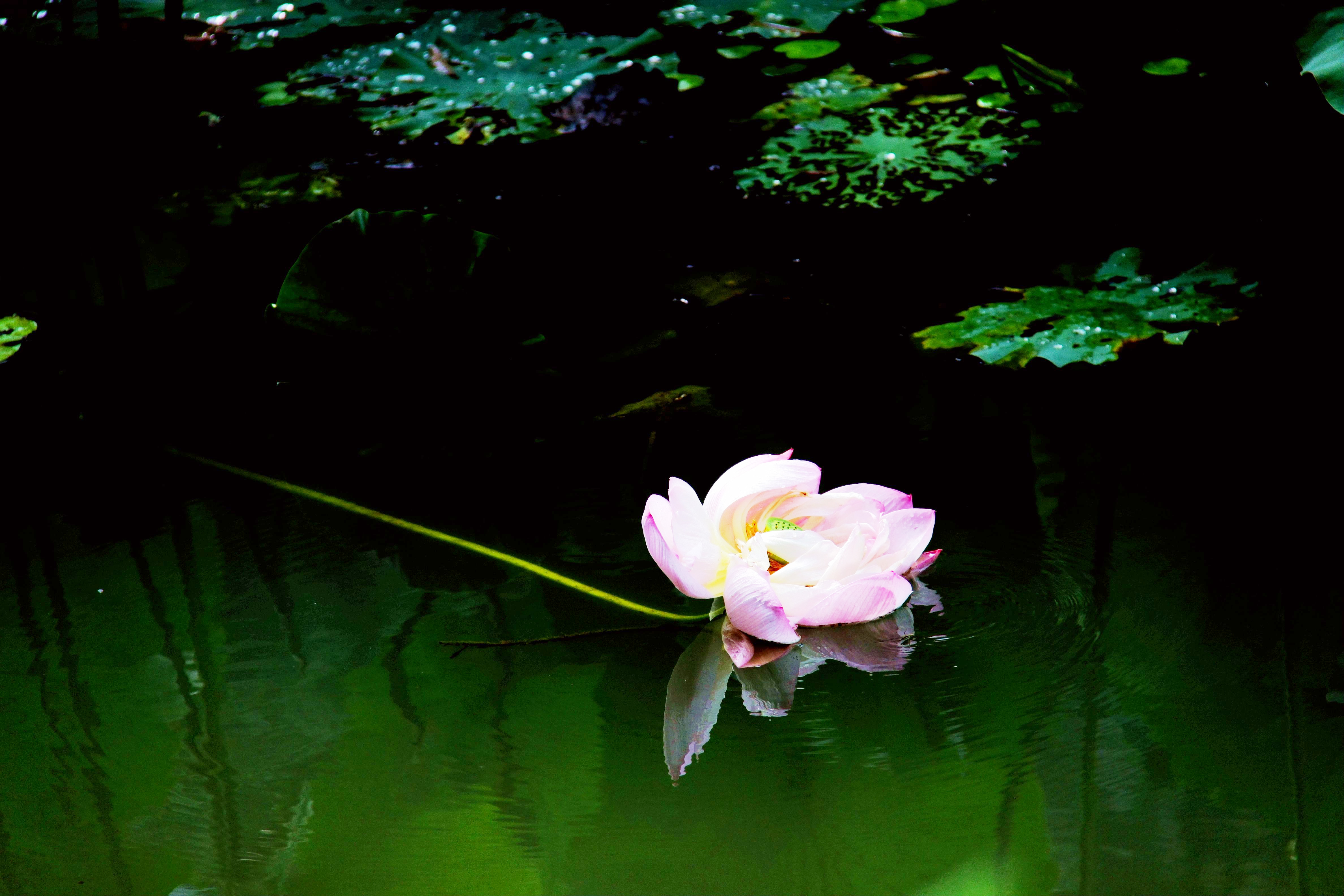 纳兰容若的十首经典诗词,纳兰容若十首最凄美诗词