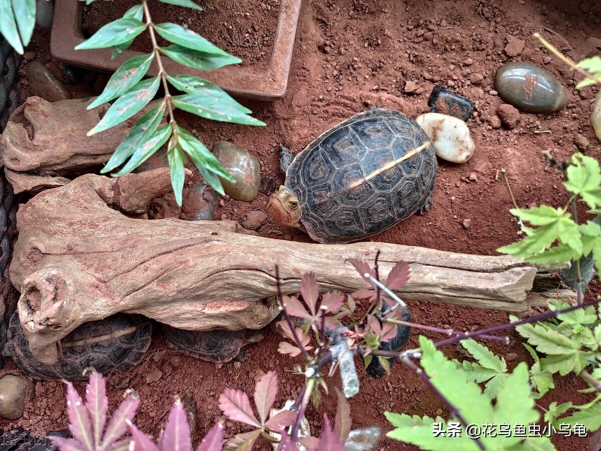 最容易养的乌龟是哪种乌龟,最容易养的乌龟是哪种品种