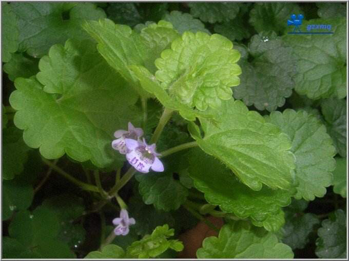 中药连钱草的彩色图片,广金钱草中药材