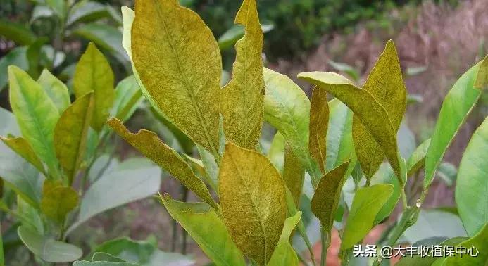 红蜘蛛物理防治妙招,红蜘蛛和壁锈虱打什么药