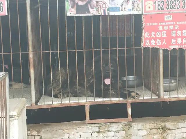 开封杨丰宠物市场最新价格信息,开封杨丰宠物市场现在开着吗