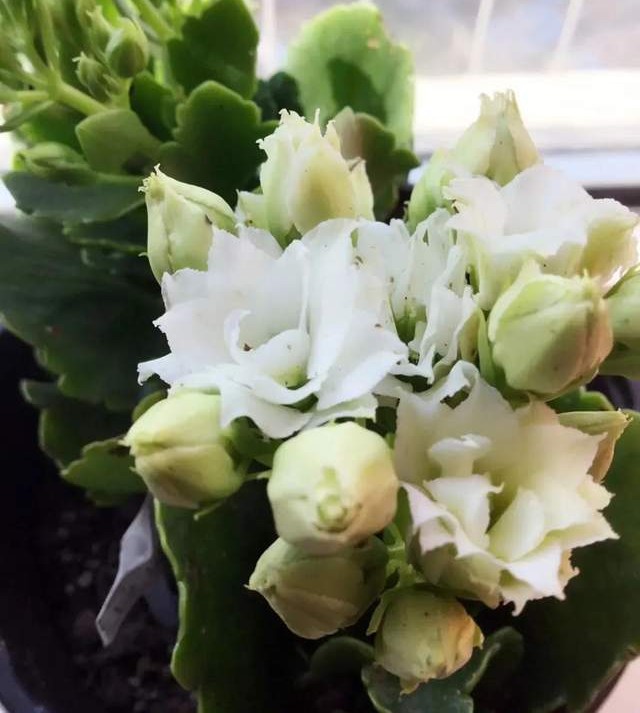 单瓣长寿花品种大全图,长寿花单瓣最好看的品种