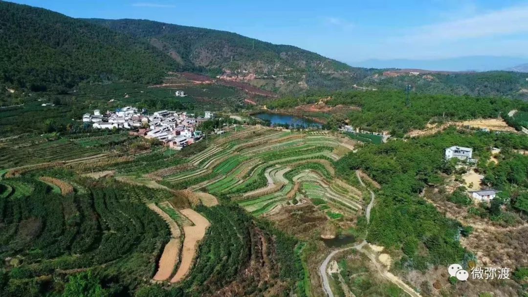 冬桃挑起农特“群英汇”，雾本丰收季电商很给力