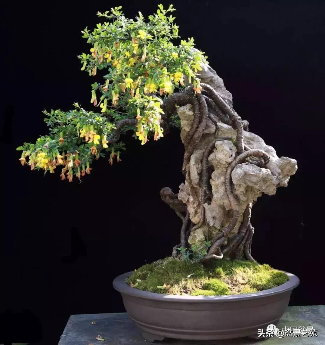 天生好养的36种盆景植物,好养的大盆景植物推荐