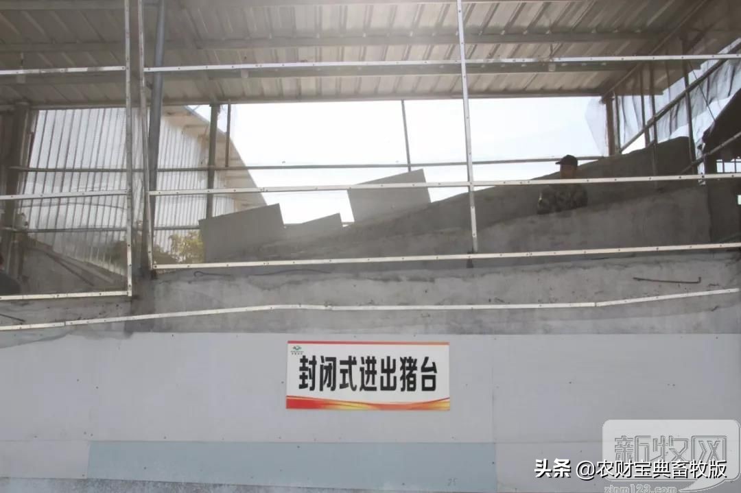 买猪肉看过来,猪场买猪全过程