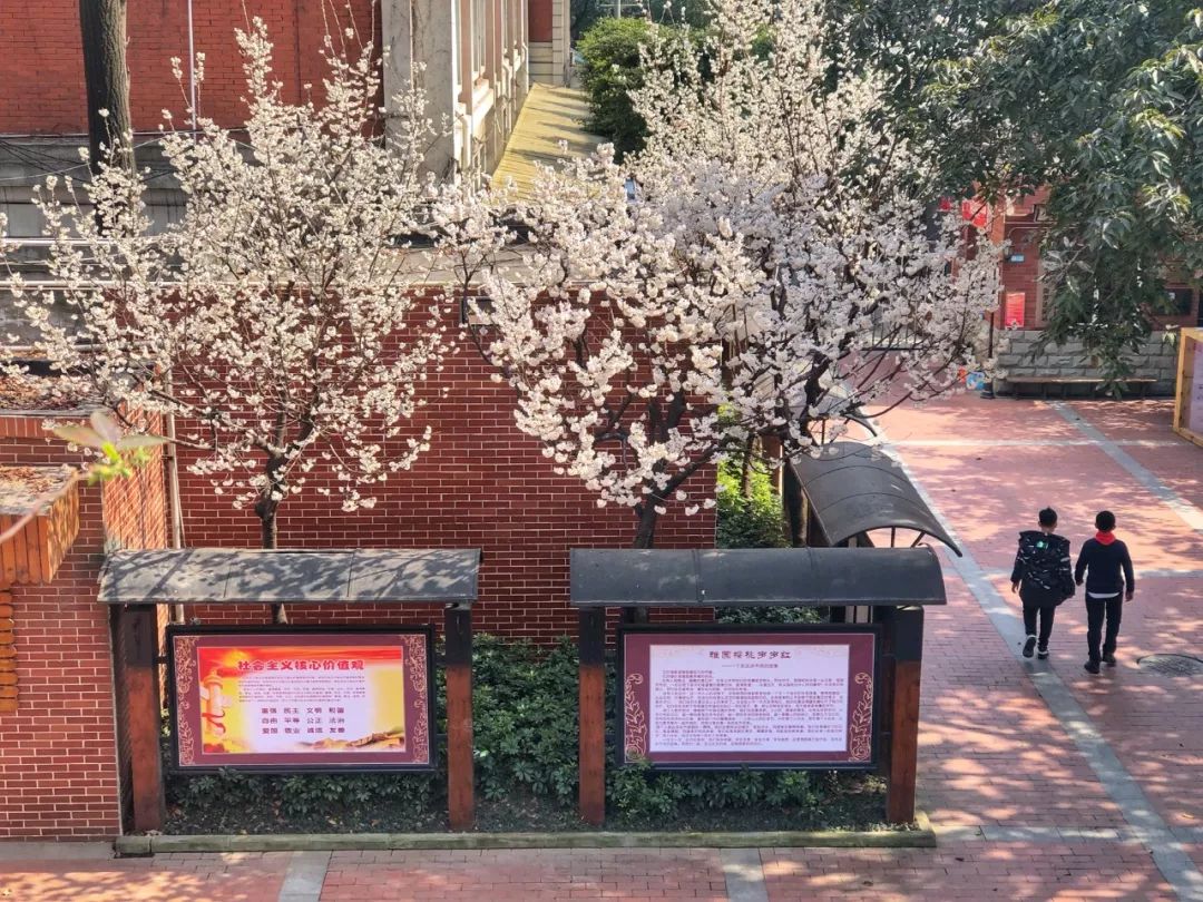 科普五朵金花抖音,成都五朵金花之实验小学