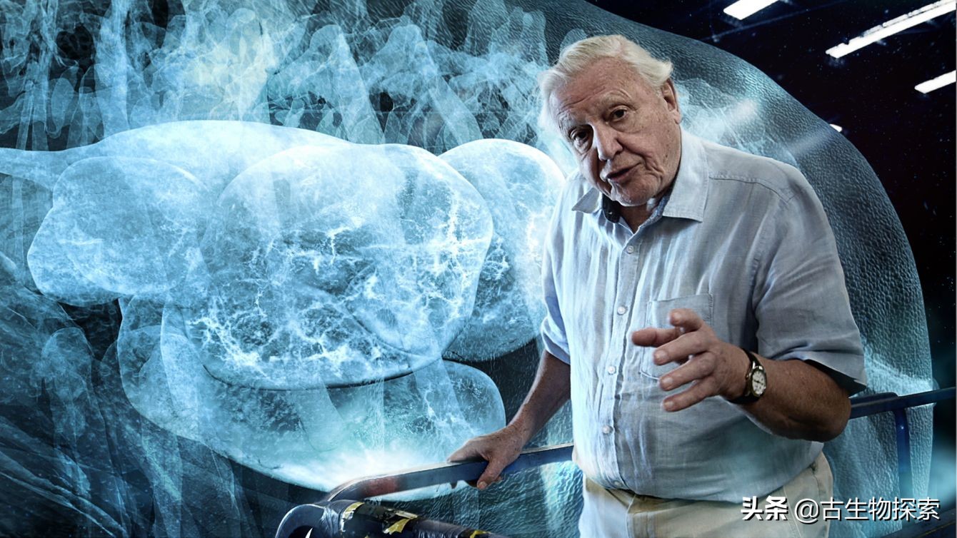 巴塔哥尼亚的巨兽纪录片,巴塔哥泰坦龙介绍