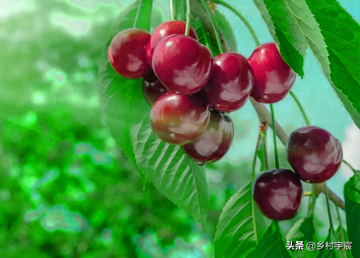 大棚樱桃减产5成，怎么了？6点果农要注意