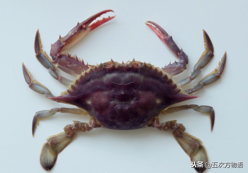 青岛市场帝王蟹种类,海鲜市场都有什么海蟹品种
