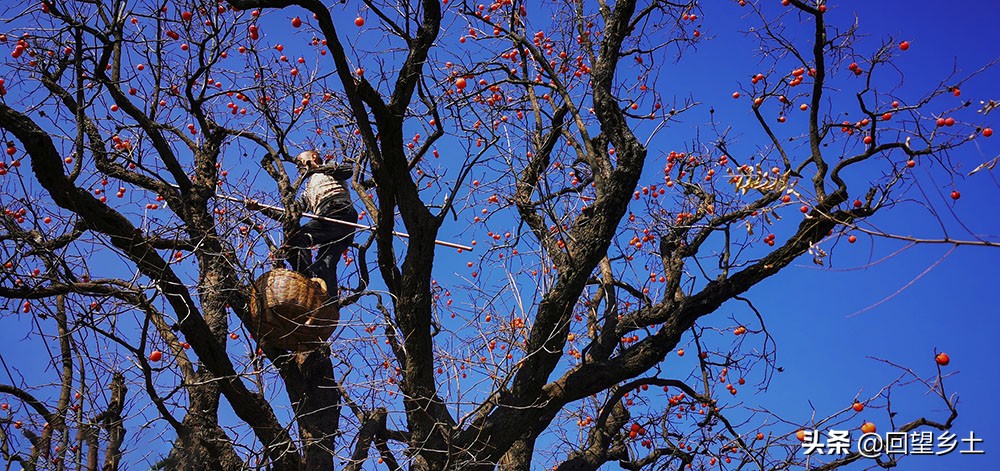 高树上的柿子怎么采摘,柿子在树上摘下来怎么弄才好吃