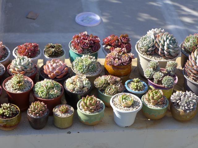 这五种多肉植物千万别在家里养,多肉紫乐怎么叶子掉光了