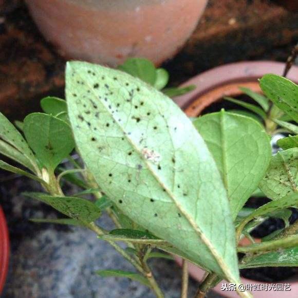 家庭花卉盆栽土里怎么除虫,盆栽花卉除虫除菌剂