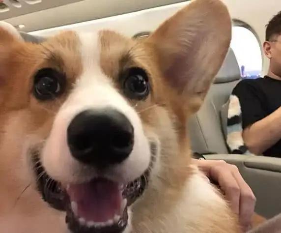 王思聪的宠物柯尔鸭,王思聪宠物猫咪