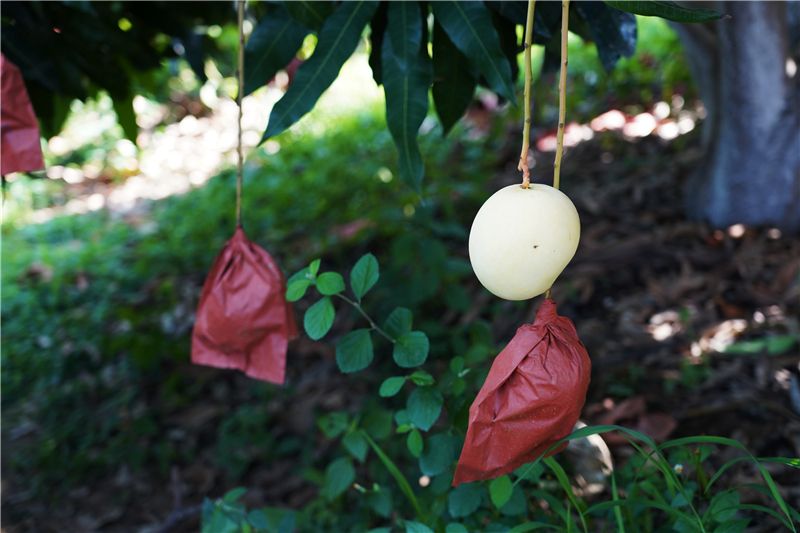 9月份云南有什么好吃水果,云南瓜果飘香有你最爱的吗