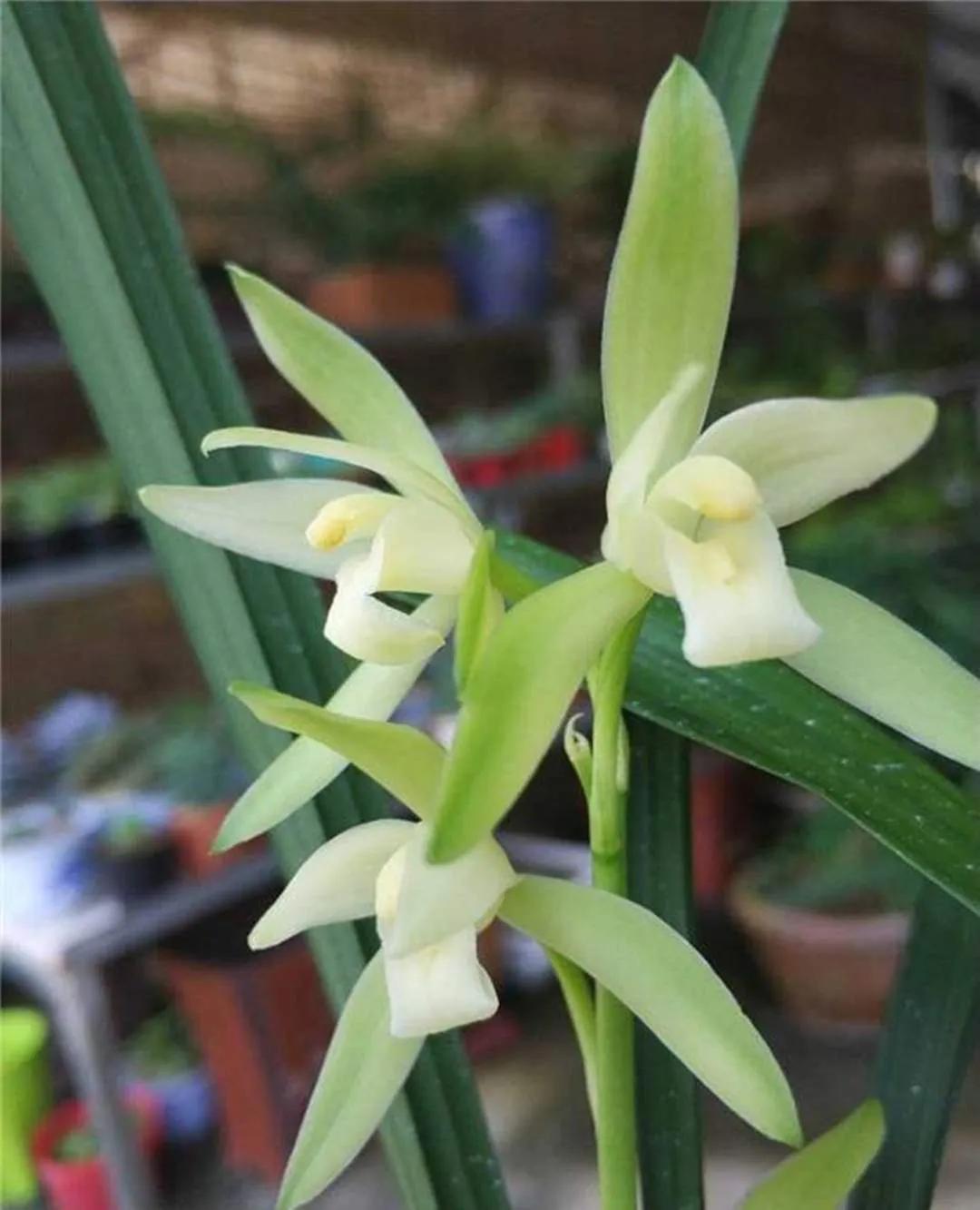 什么兰花最好养又香又好看,推荐几款香味俱全好养的兰花