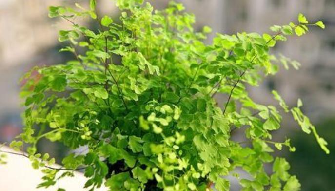 睡眠不好什么花助睡眠,失眠适合养什么花泡水喝