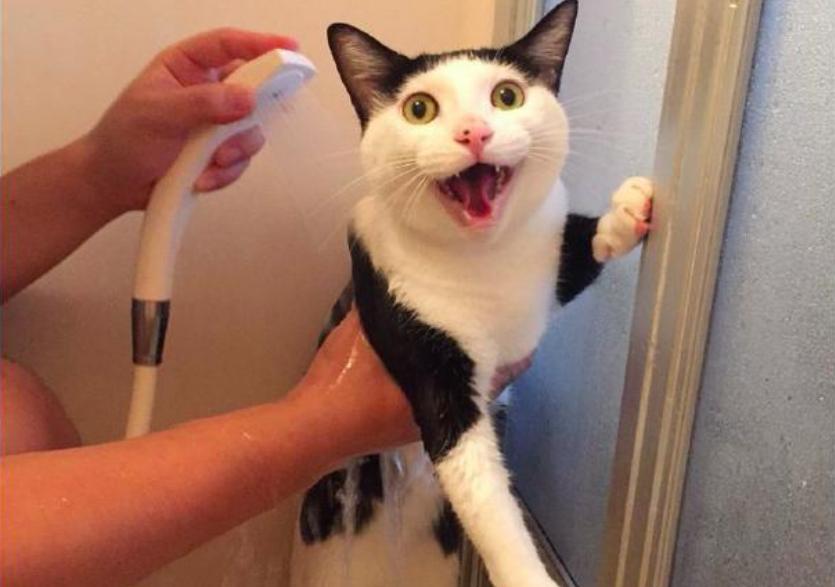 哪些是你养猫之后才知道的事？《喵与筑》云养猫开启温馨之旅